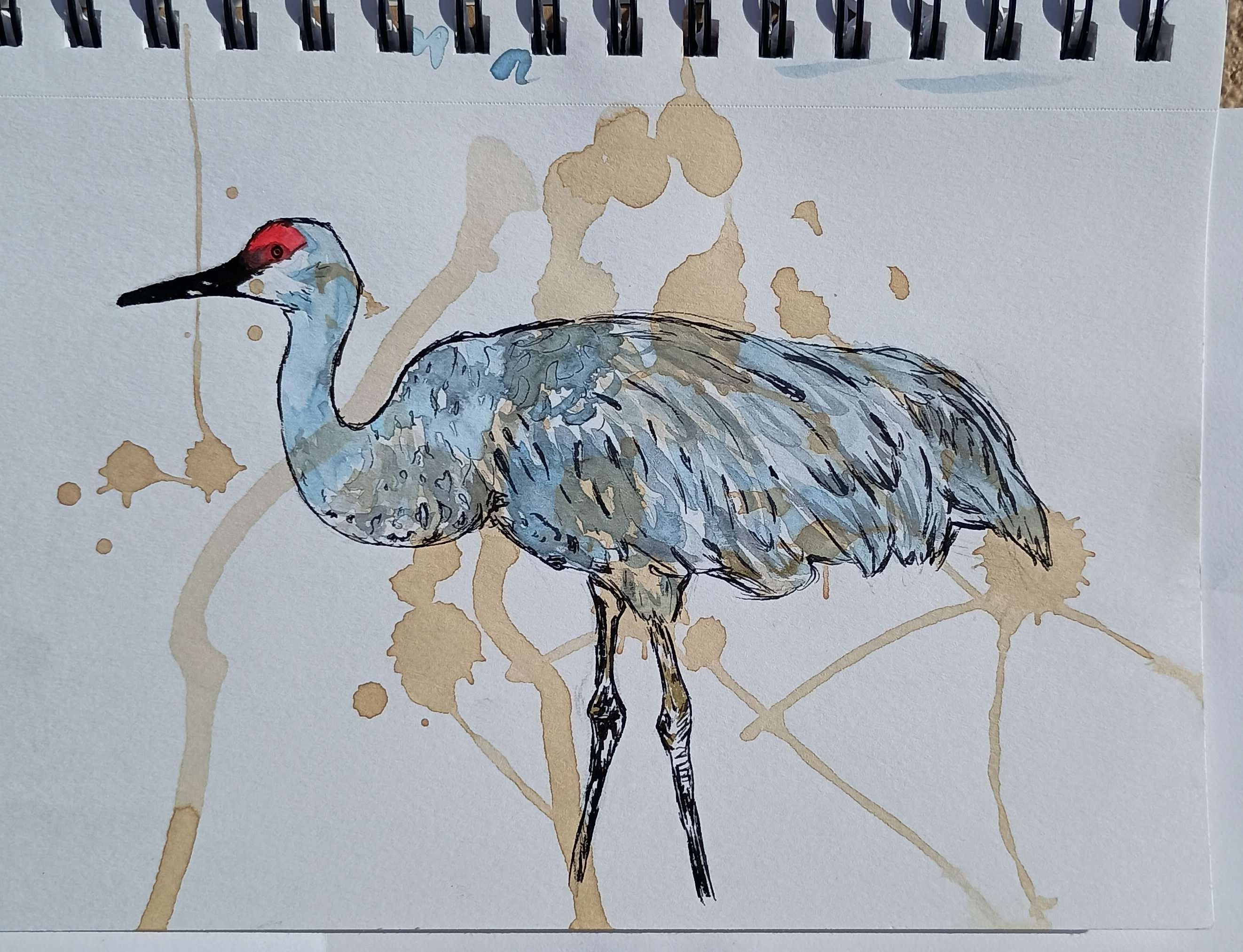 sandhill crane-Watercolor, Pen, and Tea
